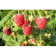 IQF Freezing Organic Raspberry Hr-16090908